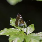 camilla butterfly small kingfisher limenitis insect wing edelfalter butterflies flying