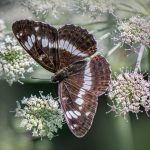camilla macro animal wing beauty nature brown butterfly close up flower