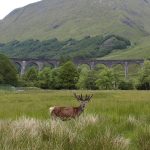 harry potter glennfinnan viaduct deer railroad scotland away william harry potter manzara