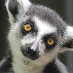 kappa animal portre nature funny eyes madagascar