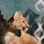 puma basking sunlight behind chain link fence finans