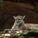 puma majestic mountain lion concolor resting log surrounded greenery