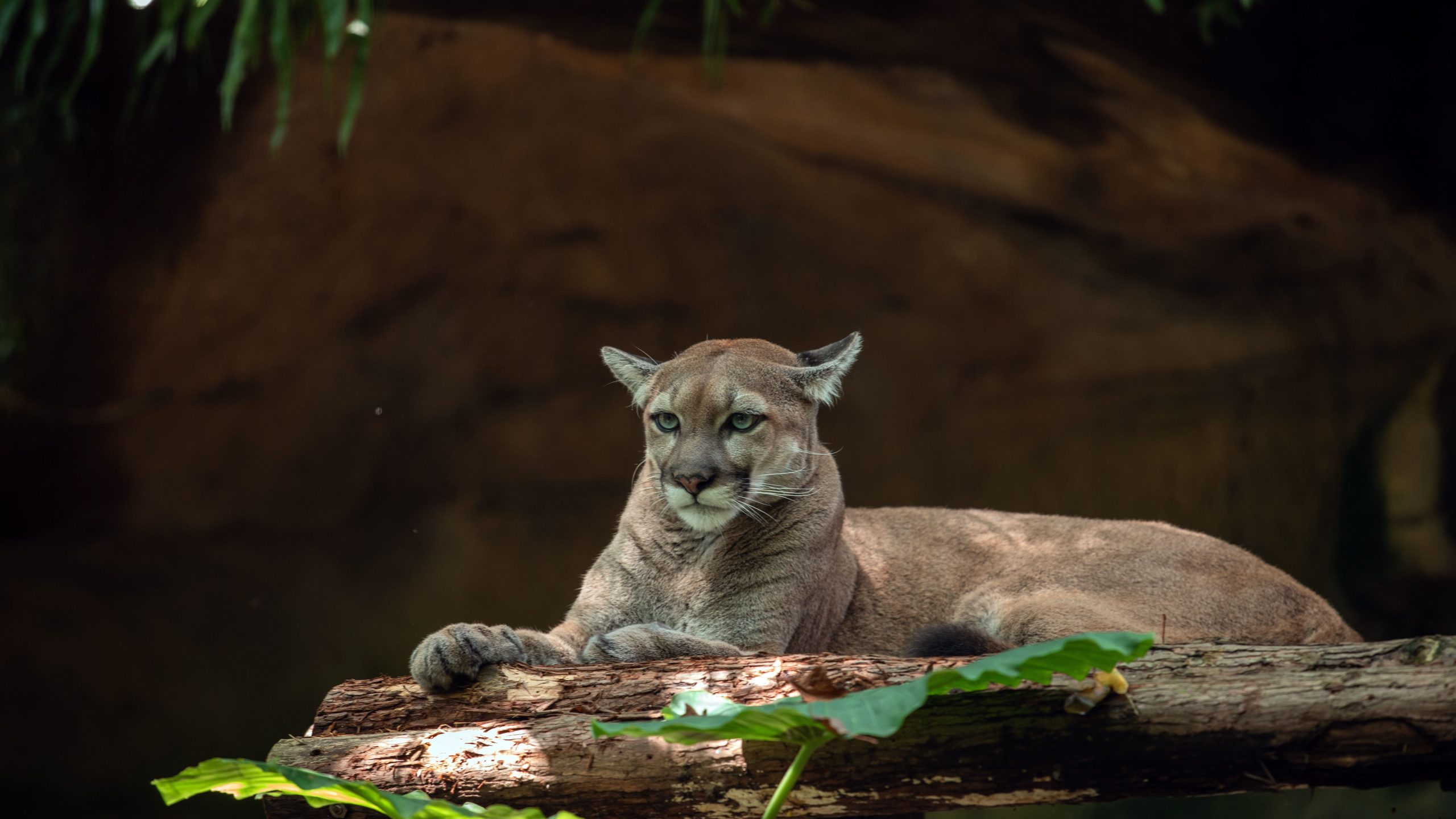 Puma