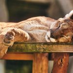 puma tranquil resting peacefully wooden platform natural light