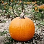 pumpkin ripe rests outdoor field during fall symbolizing harvest season