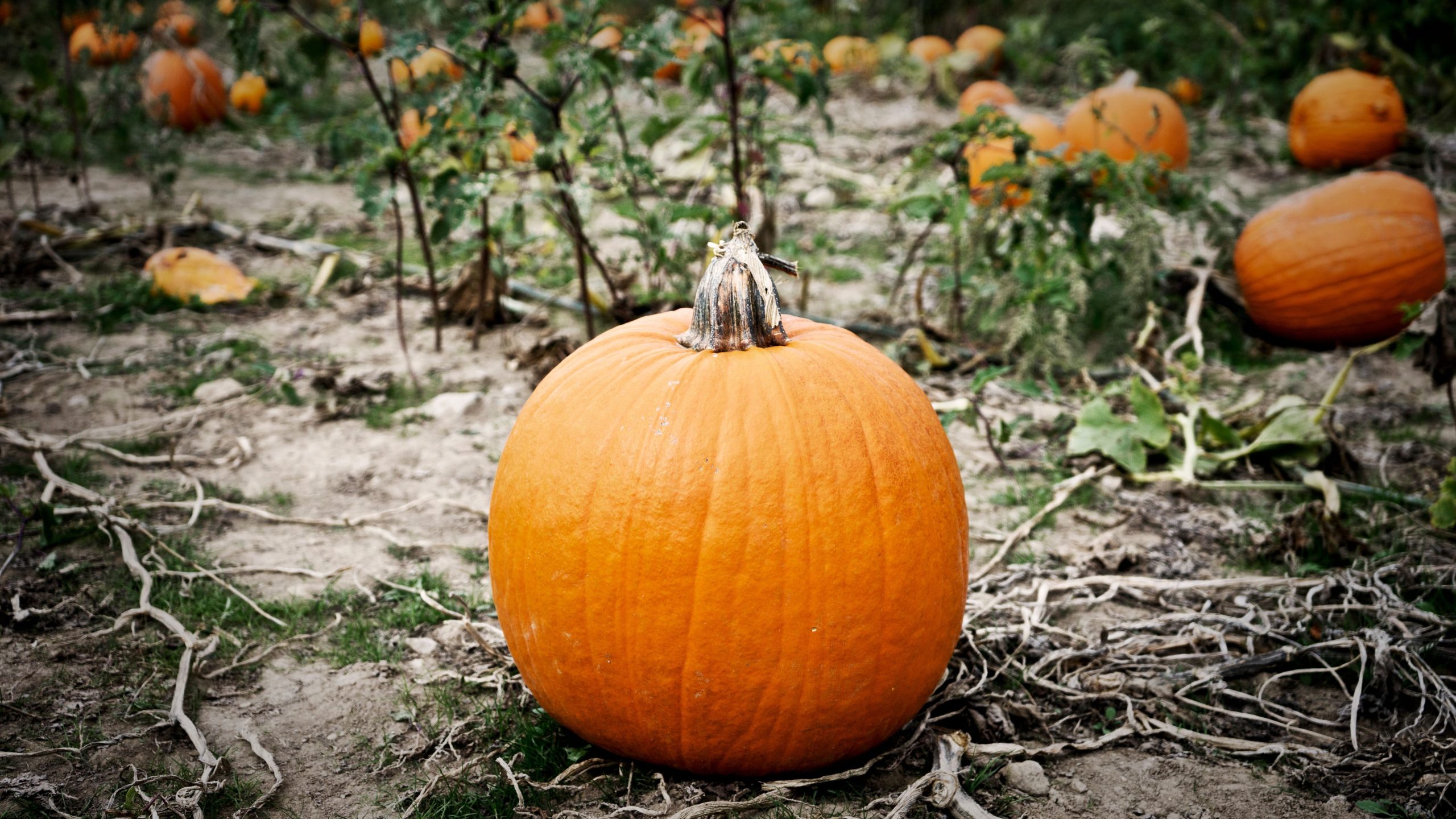 Pumpkin