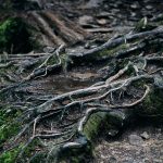 roots close up intertwined tree moss damp forest environment
