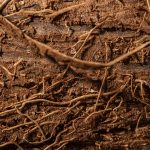 roots detailed close up brown soil showing natural texture complexity