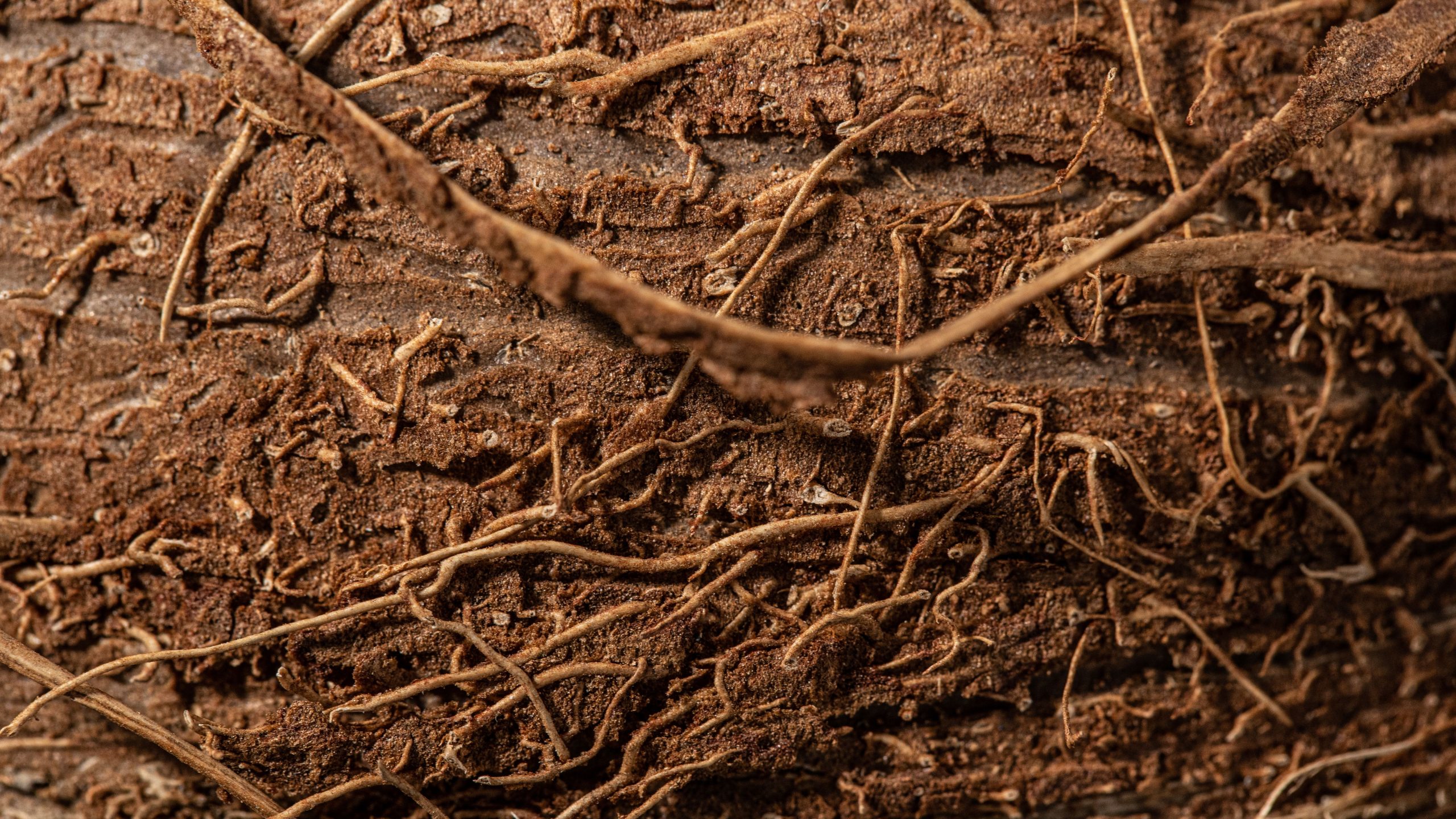 Roots