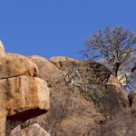 survivor botswana rock nature trees manzara finans