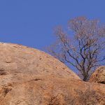 survivor botswana rock tree nature finans piyasa