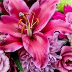 bordo lily flower blossom bloom arka plan pink nature blossomed liliaceae onion