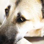 kopek animal sheepdog dog finans piyasa ekonomi