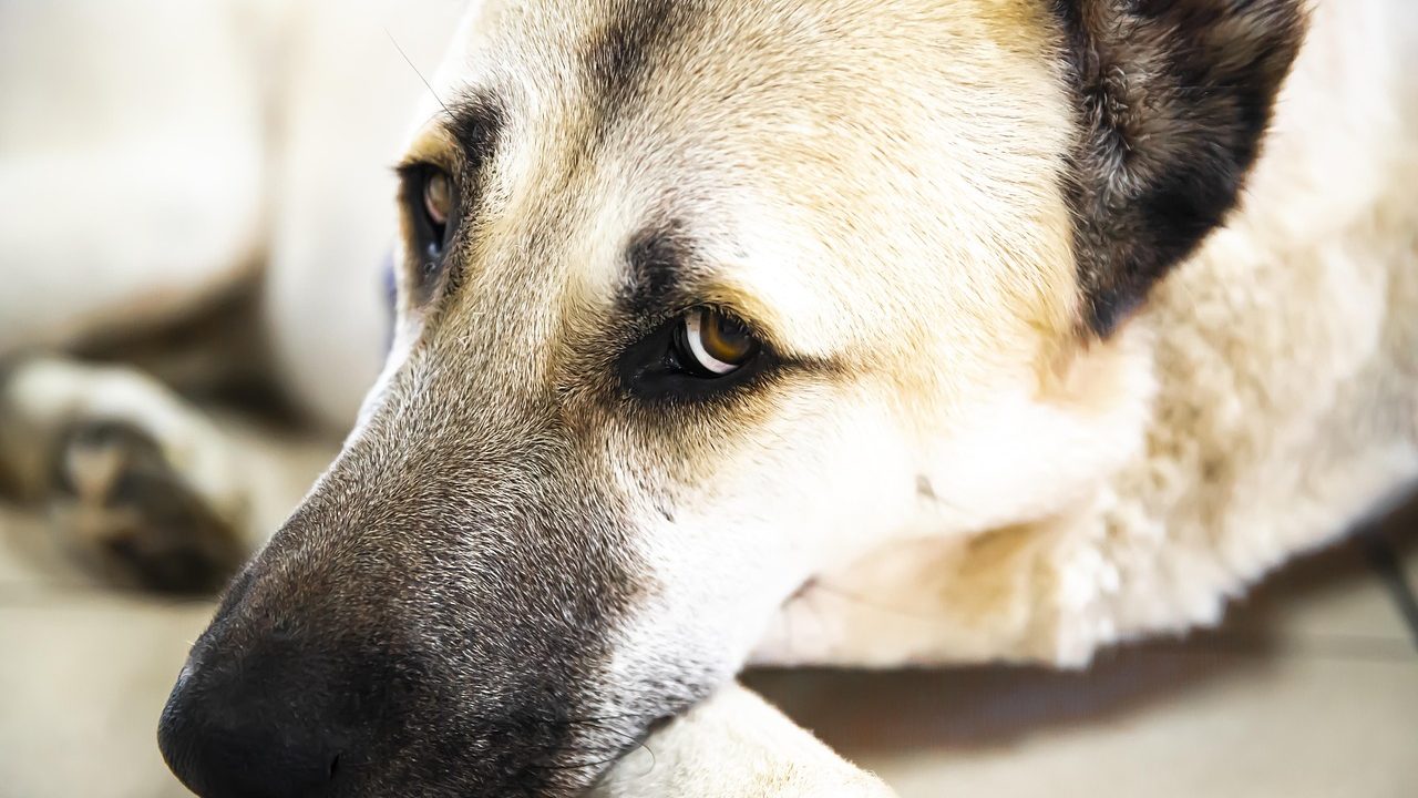 Köpek