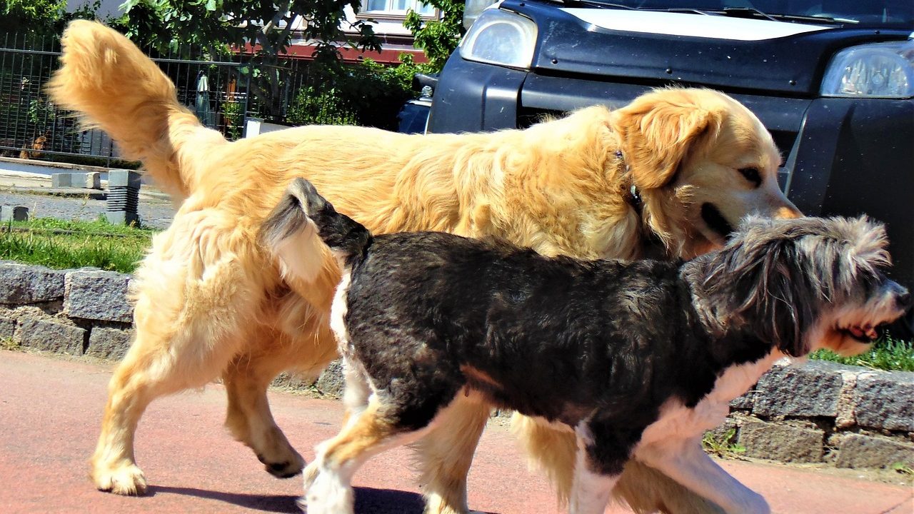 Köpek