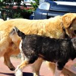 kopek ar animal hayvan pets dogs arkadaslar kopekler