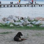 kopek dog insanlar nature sea cocuklar animal yavrusu pet deniz
