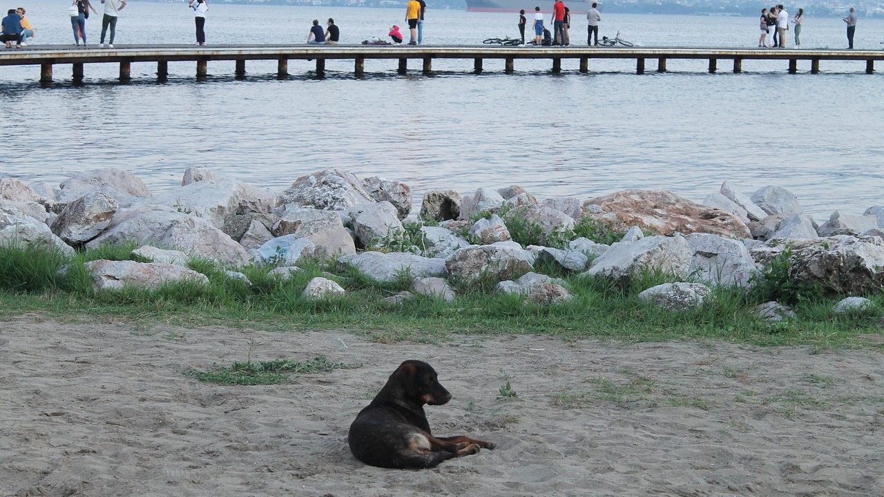 Köpek