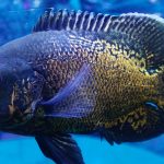 oscar close up colorful fish detailed scales swimming clear aquarium