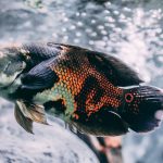 oscar close up colorful fish swimming gracefully underwater