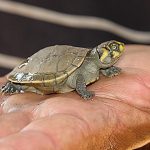 peta turtle bebe el small helpless weak fragile beauty fauna
