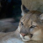 puma close up resting against rock showcasing its serene expression natural habitat