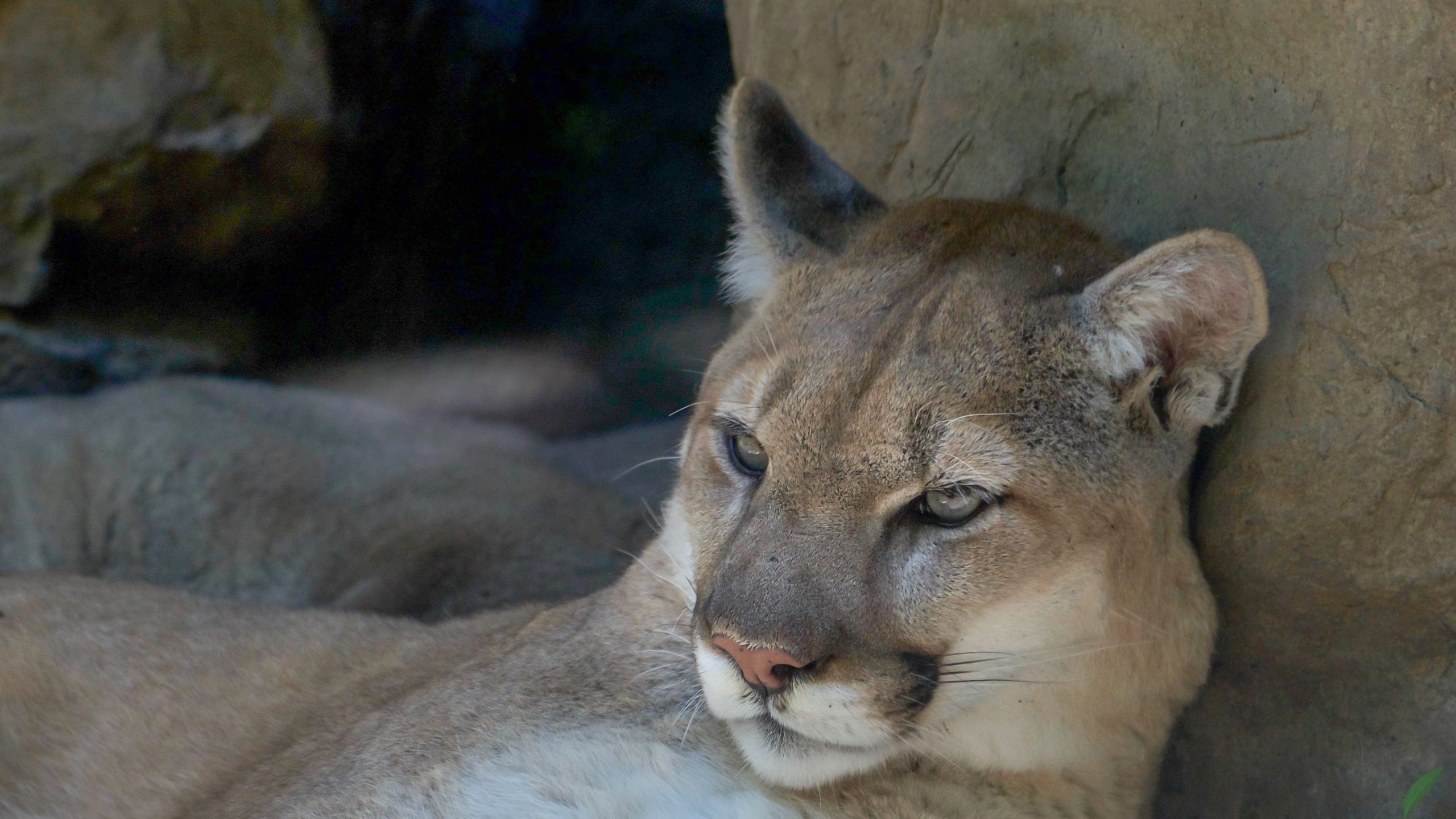 Puma