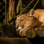 puma rests peacefully sunlit enclosure showcasing tranquility wild