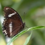 sanat butterfly kelebek bocek doga nature garden macro art