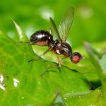 sepsis insects diptera finans piyasa ekonomi yatirim